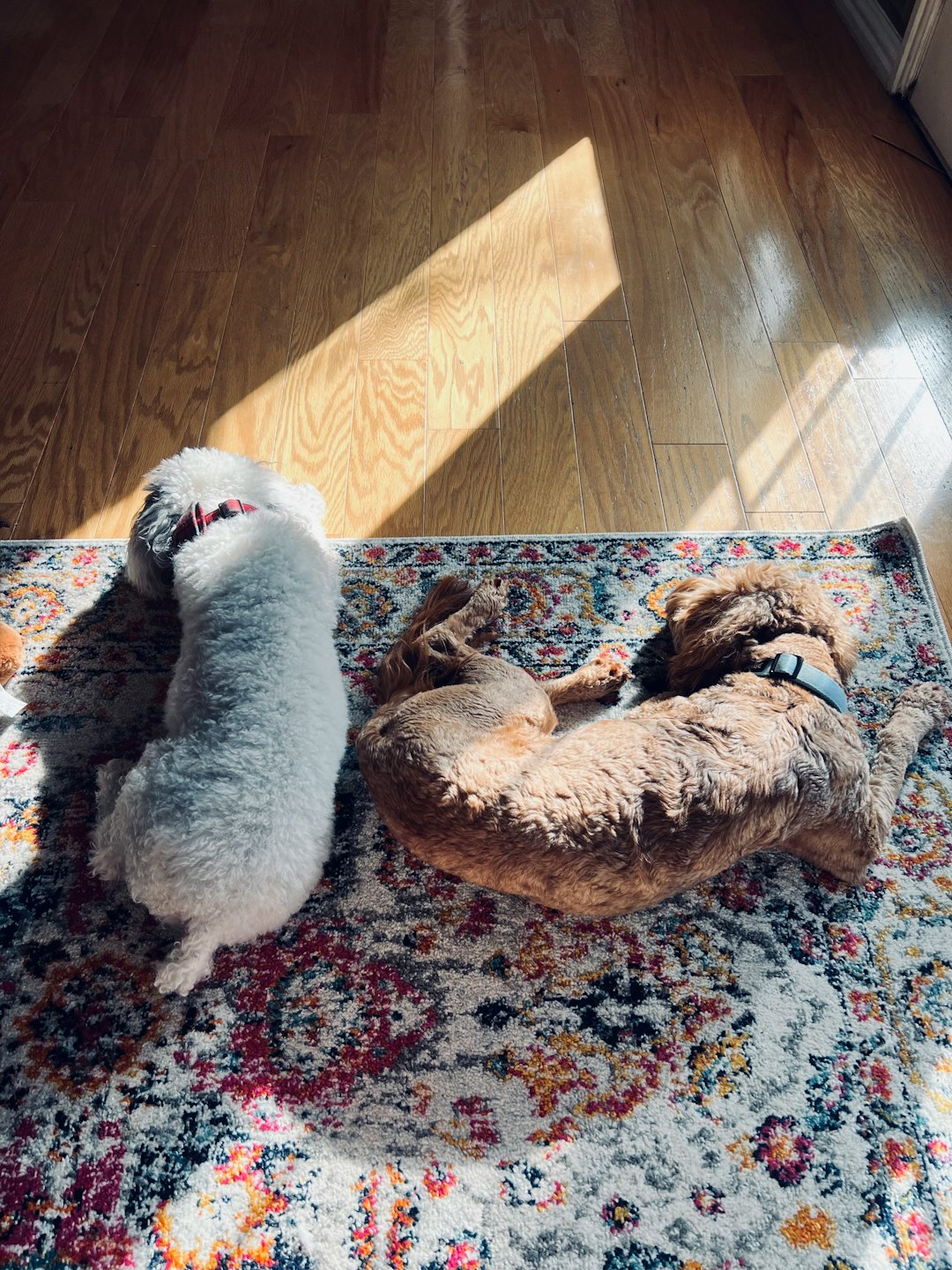 Two fluffy dogs resting together on a patterned rug.