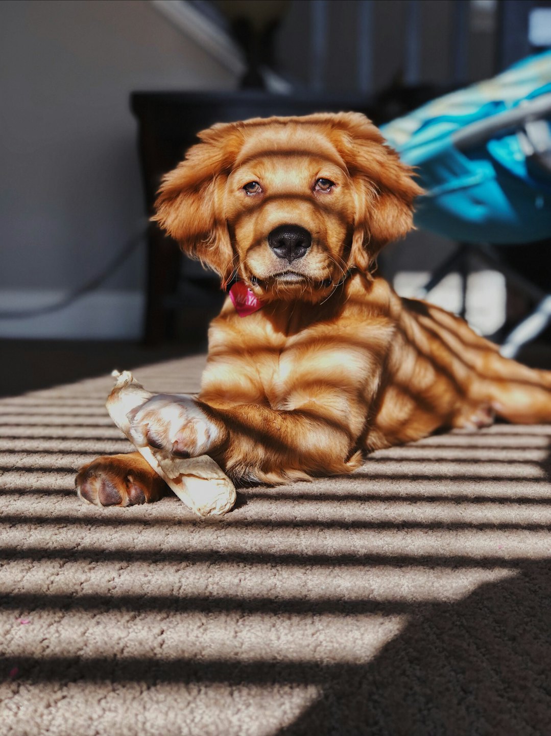 Golden retriever puppy holds a white chew toy on the carpet.